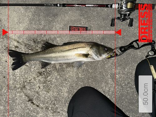 シーバスの釣果