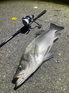 ヒラスズキの釣果