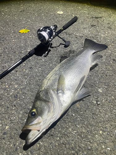 ヒラスズキの釣果