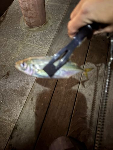 アオメバルの釣果