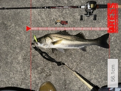 シーバスの釣果