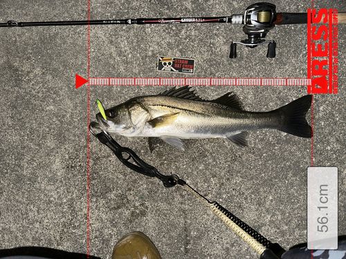 シーバスの釣果