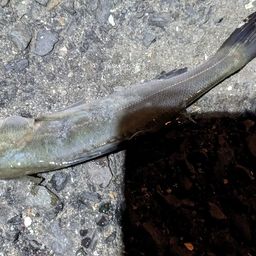 セイゴ（タイリクスズキ）