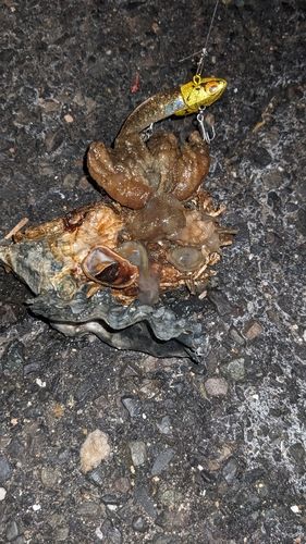 セイゴ（タイリクスズキ）の釣果