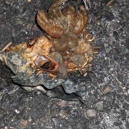 セイゴ（タイリクスズキ）