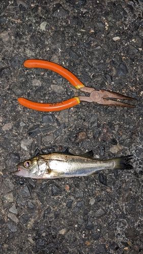 セイゴ（タイリクスズキ）の釣果