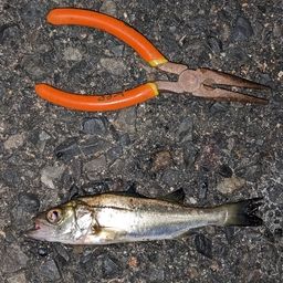 セイゴ（タイリクスズキ）