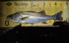 マダカ（マルスズキ）の釣果