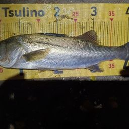 マダカ（マルスズキ）