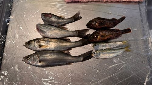 若洲海浜公園海釣り施設