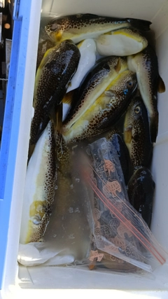 ショウサイフグの釣果