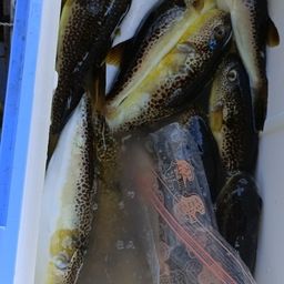 ショウサイフグ