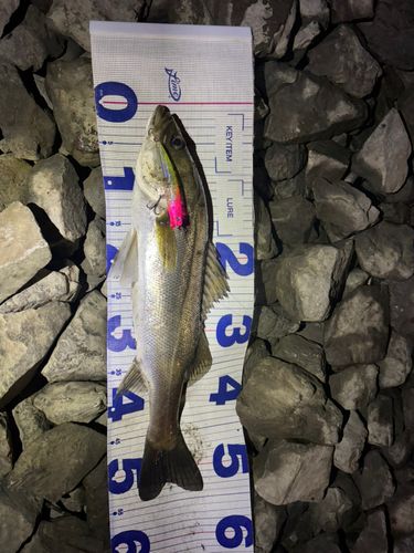 シーバスの釣果