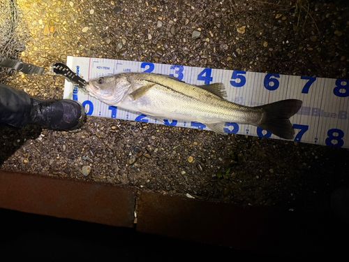 シーバスの釣果