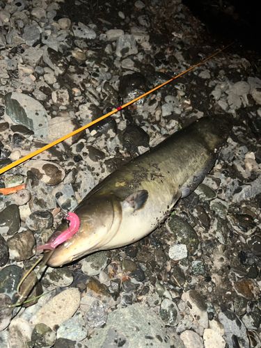 ナマズの釣果