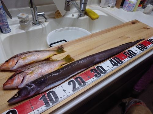 ヨコスジフエダイの釣果