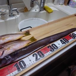 ヨコスジフエダイ