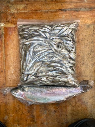 ワカサギの釣果