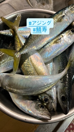 サバの釣果