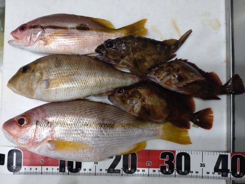 ヨコスジフエダイの釣果