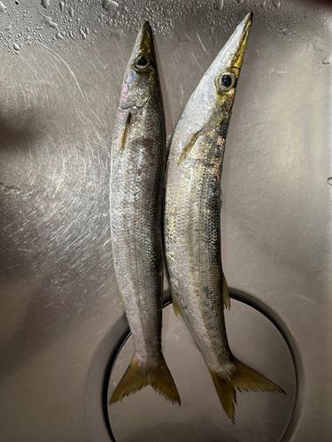 カマスの釣果