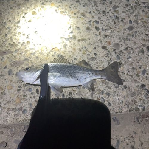 セイゴ（マルスズキ）の釣果