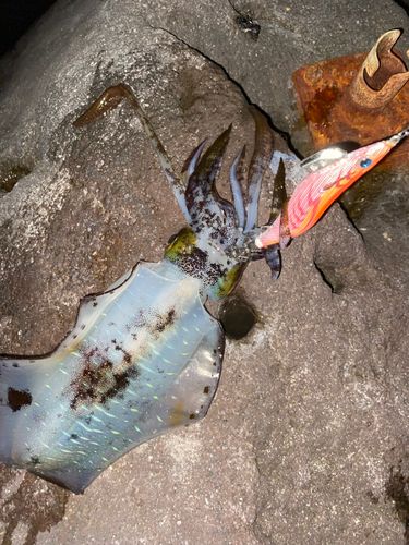 三ツ石（真鶴）