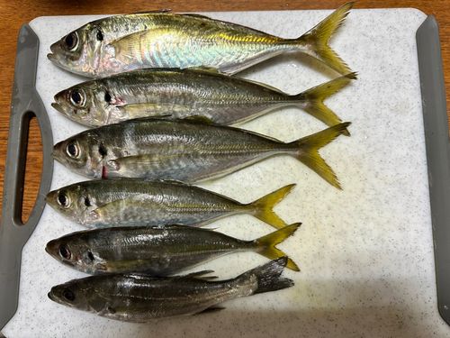 アジの釣果
