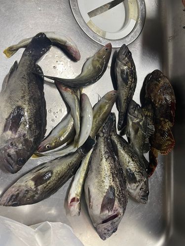 クロソイの釣果