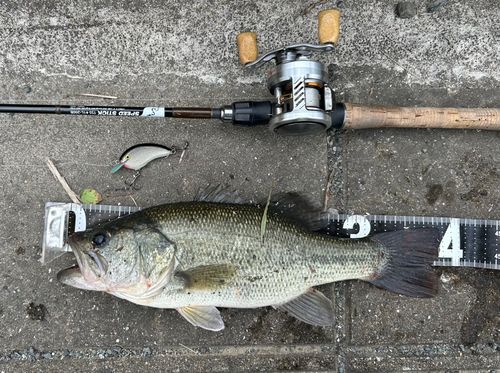 ブラックバスの釣果