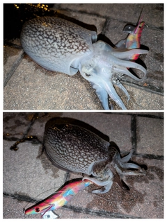 シリヤケイカの釣果