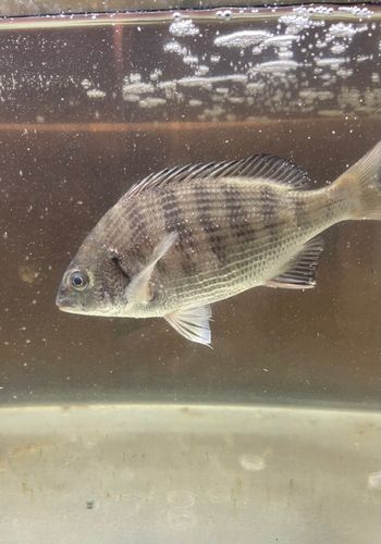 三陸海岸（青森）