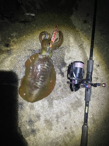 アオリイカの釣果