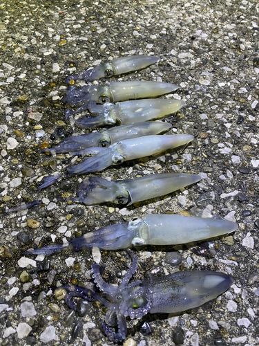 ヒイカの釣果