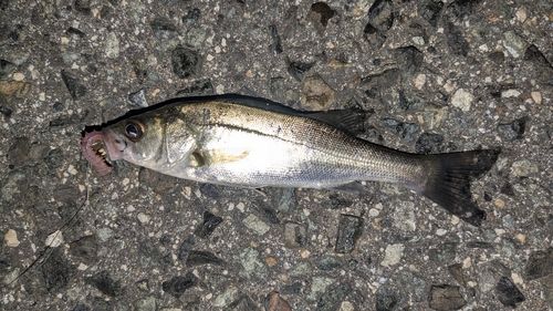 セイゴ（タイリクスズキ）の釣果