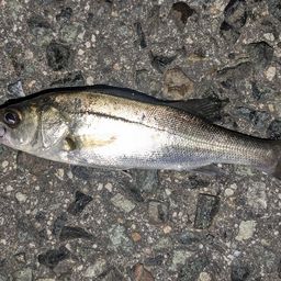 セイゴ（タイリクスズキ）