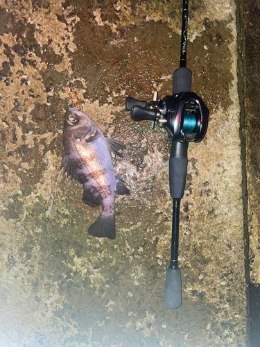 シロメバルの釣果