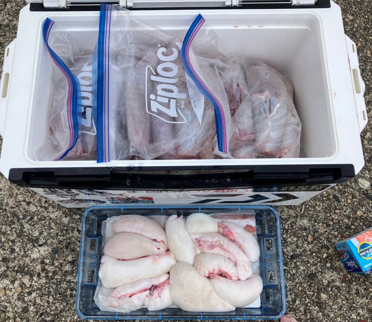 kunisanさんの釣果 2枚目の画像