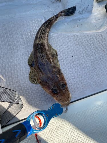 ワニゴチの釣果