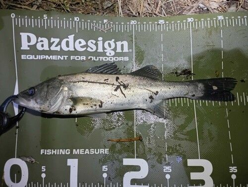 シーバスの釣果