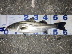 シーバスの釣果