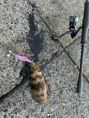 アオリイカの釣果