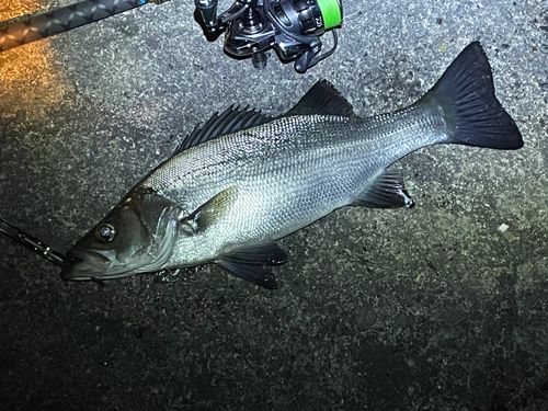 ヒラスズキの釣果