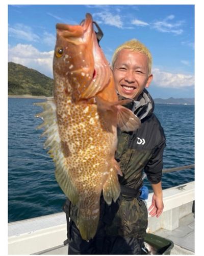 キジハタの釣果