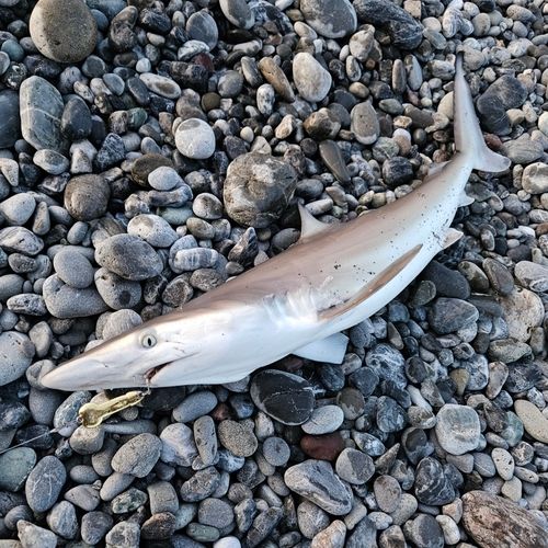 サメの釣果