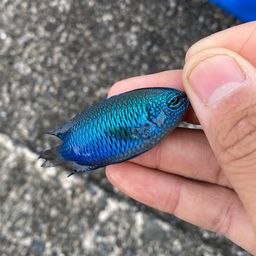 ソラスズメダイ