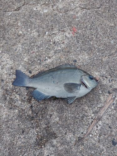 グレの釣果