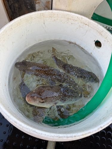 ショウサイフグの釣果