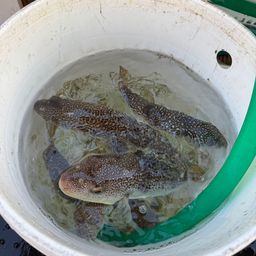 ショウサイフグ