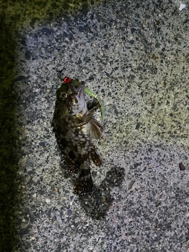 タケノコメバルの釣果